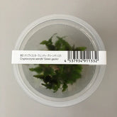 ADA 緑壁虎溫蒂椒草 Cryptocoryne wendtii 'Green gecko' IC099